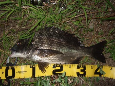 真夏のチニング