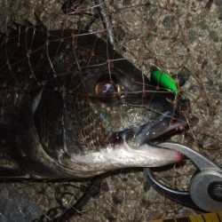 テトラでマチヌ