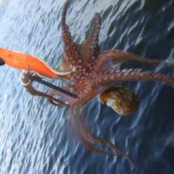 夕マズメからタコ釣り