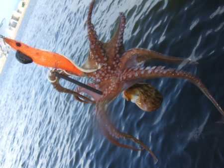 夕マズメからタコ釣り