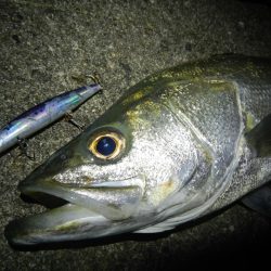 ランカーシーバス