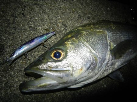 ランカーシーバス