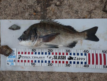 夕方チヌトップ