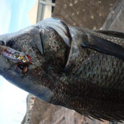 今日もチヌトップ