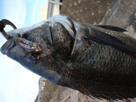 今日もチヌトップ