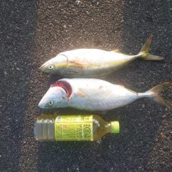 ツバスのボイル