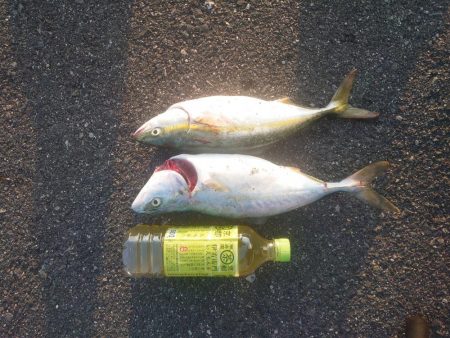 ツバスのボイル