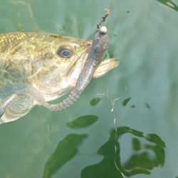 表層ではかなり渋くなってきました