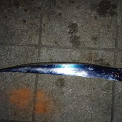 今年初のタチウオ釣行