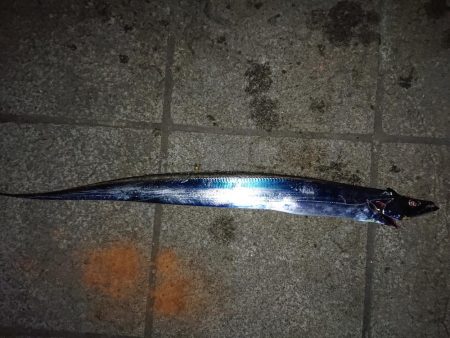 今年初のタチウオ釣行