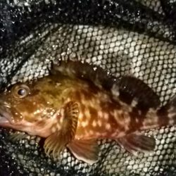 テトラ周りに∞