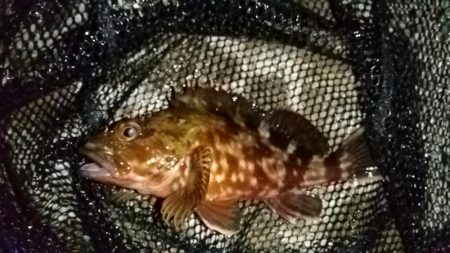 テトラ周りに∞