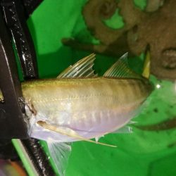 サビキアジ&タコ