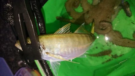 サビキアジ&タコ