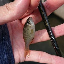 日淡と遊ぶ、のどかな夏休み!