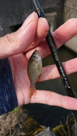 日淡と遊ぶ、のどかな夏休み!