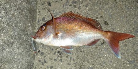 夜中のショアジギング