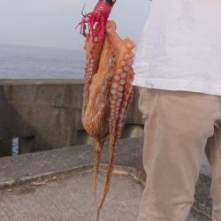 オクトパッション