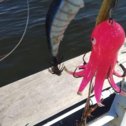 ガシラ4 タコ1 サバ1