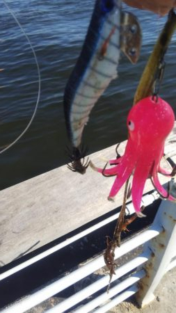 ガシラ4 タコ1 サバ1