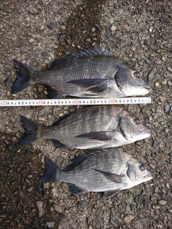 こんだけ釣れたらおもろー