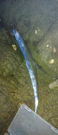 ロックフィッシュ