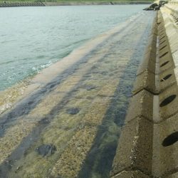 【汐入川河口】キス調査