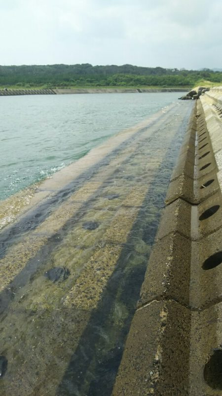 【汐入川河口】キス調査