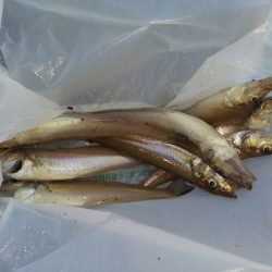 少しだけキス釣り