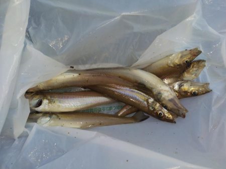 少しだけキス釣り