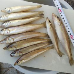 大塩海岸でキス釣り