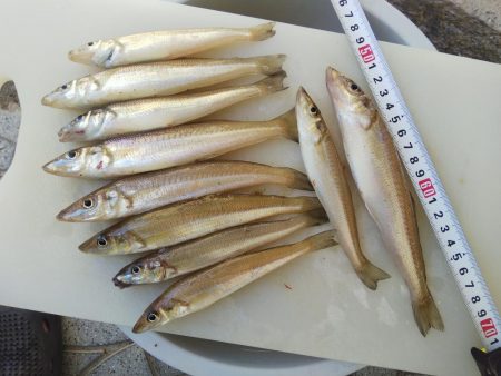 大塩海岸でキス釣り