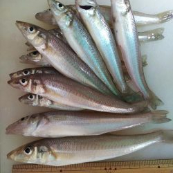 苅屋でキス釣り