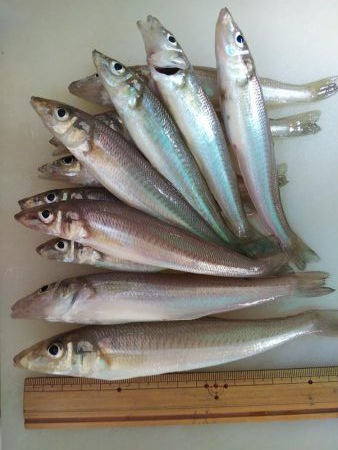 苅屋でキス釣り