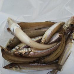 大塩海岸でキス釣り