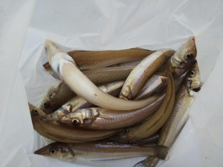 大塩海岸でキス釣り