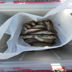 苅屋海岸のキス釣り