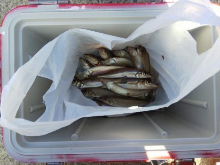 苅屋海岸のキス釣り