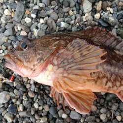 キジハタ狙いで3目