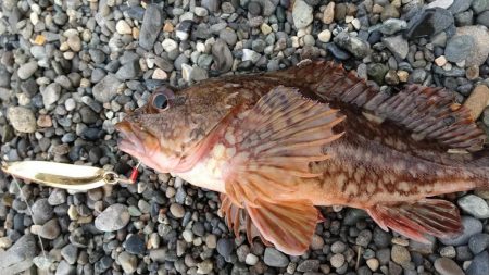 キジハタ狙いで3目