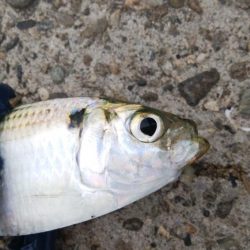 今日もアジングしなが青物調査