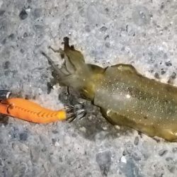 ルアー、エサで5目達成！