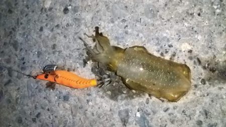 ルアー、エサで5目達成！