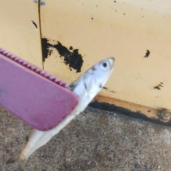 アジング＆青物調査