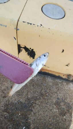 アジング＆青物調査