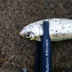 今日もデカアジ