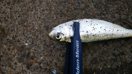 今日もデカアジ