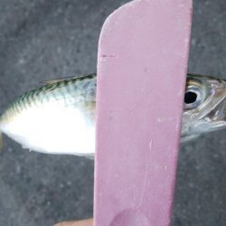 タチウオ調査後にアジング