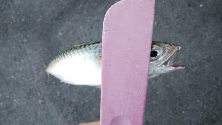 タチウオ調査後にアジング