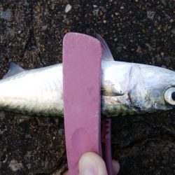 今日もアジングからサバゲー